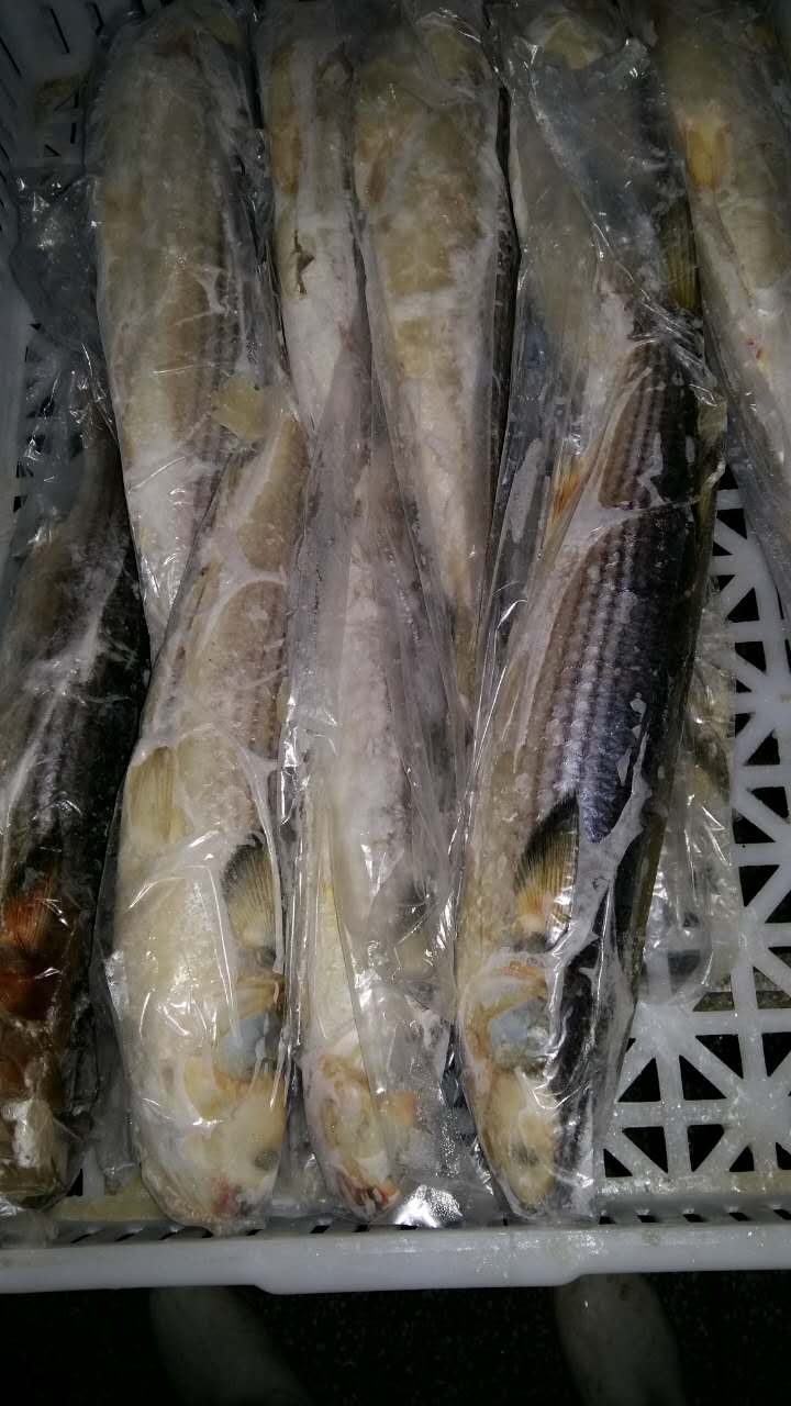 梭鱼