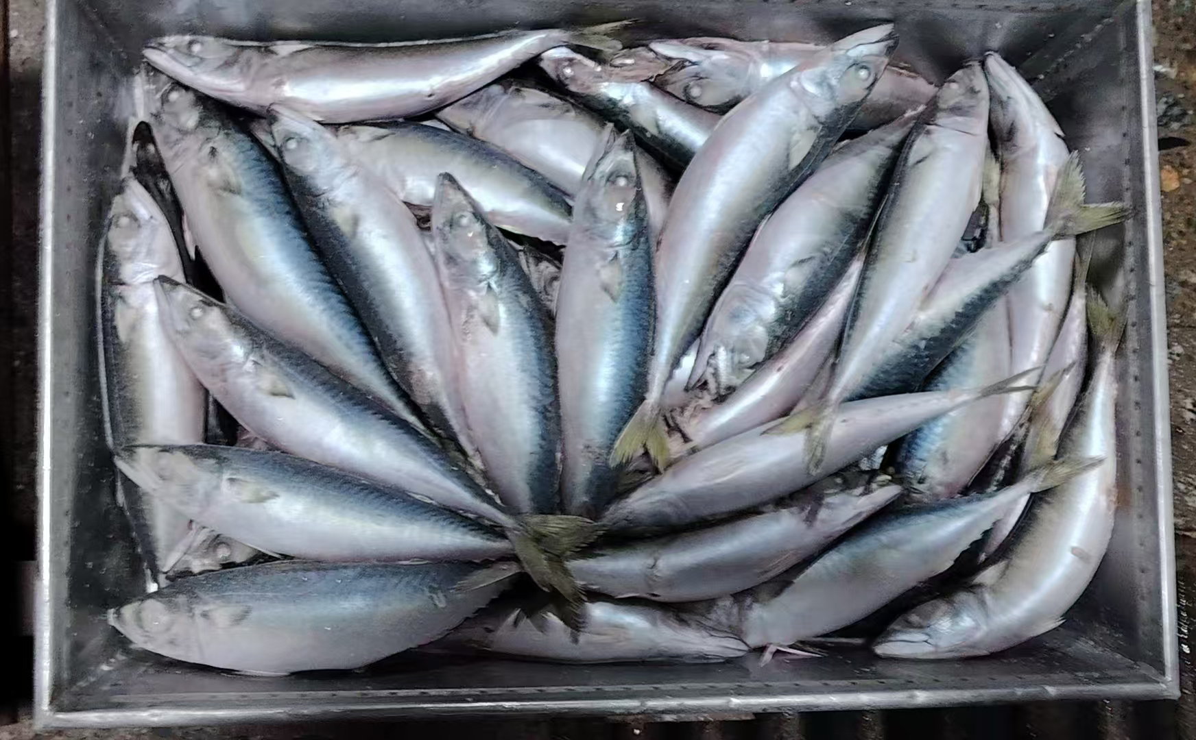 小眼油带鱼